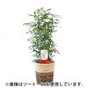 観葉植物 通販 シルクジャスミン ゲッキツ 8号鉢 エコフレンドリーポット鉢カバー付 観葉植物 本物