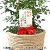 観葉植物 通販 シルクジャスミン ゲッキツ 8号鉢 エコフレンドリーポット鉢カバー付 観葉植物 本物