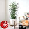 観葉植物 通販 シルクジャスミン ゲッキツ 8号鉢 ルーケト鉢カバー付 観葉植物 本物