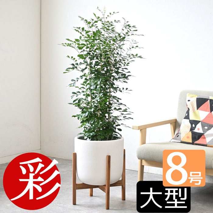 観葉植物 通販 シルクジャスミン ゲッキツ 8号鉢 ルーケト鉢カバー付 観葉植物 本物