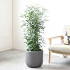 観葉植物 通販 シルクジャスミン ゲッキツ 8号鉢 ルーケト鉢カバー付 観葉植物 本物