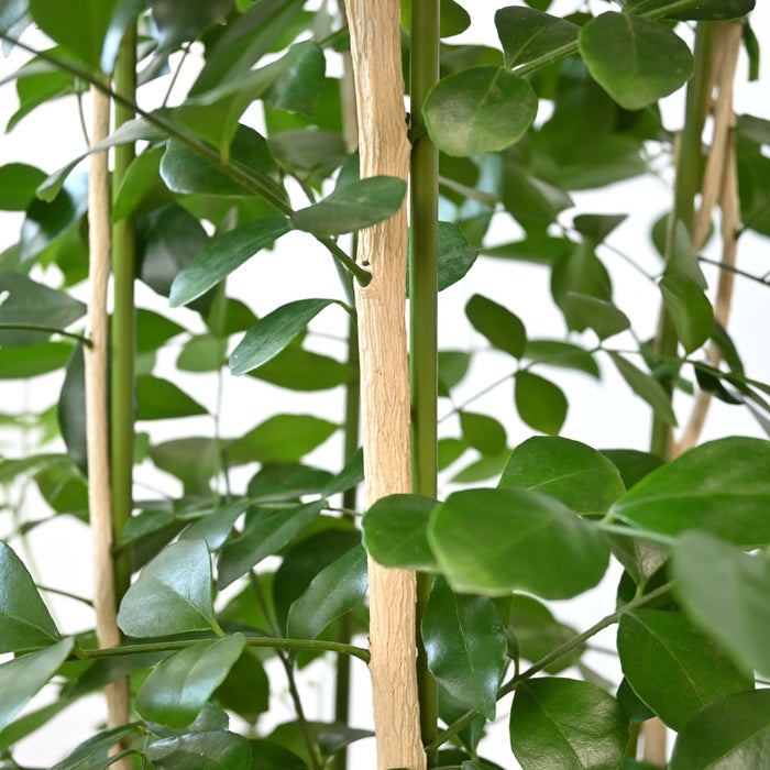 観葉植物 通販 シルクジャスミン ゲッキツ 8号鉢 ルーケト鉢カバー付 観葉植物 本物