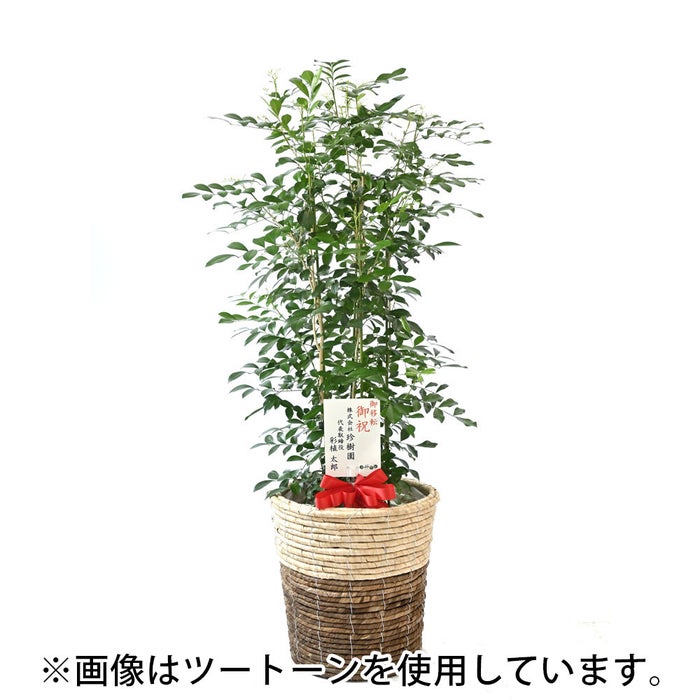 観葉植物 通販 シルクジャスミン ゲッキツ 8号鉢 ルーケト鉢カバー付 観葉植物 本物