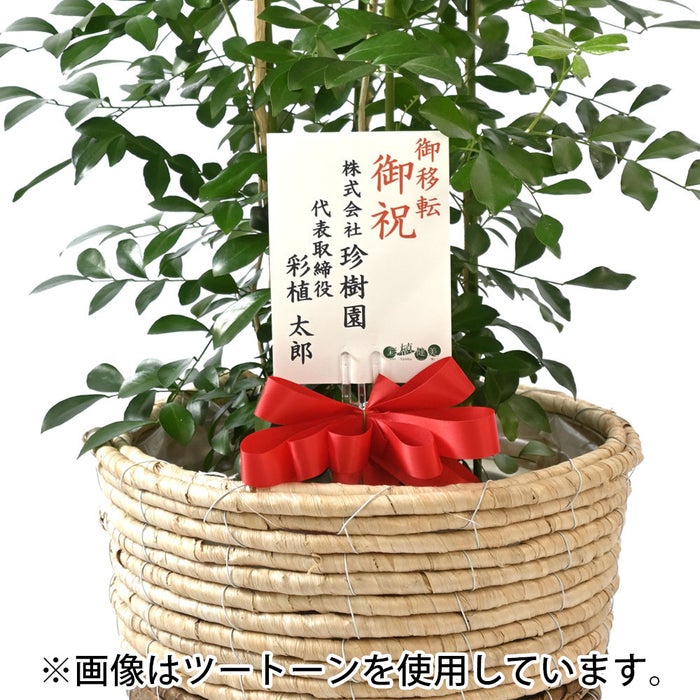 観葉植物 通販 シルクジャスミン ゲッキツ 8号鉢 ルーケト鉢カバー付 観葉植物 本物