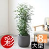 観葉植物 通販 シルクジャスミン ゲッキツ 8号鉢 ルーケト鉢カバー付 観葉植物 本物