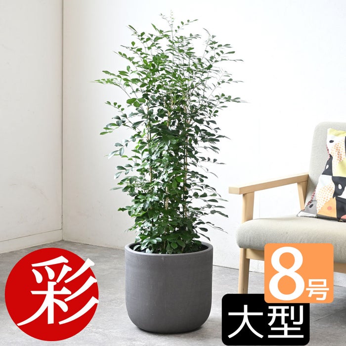 観葉植物 通販 シルクジャスミン ゲッキツ 8号鉢 ルーケト鉢カバー付 観葉植物 本物
