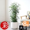 観葉植物 通販 シルクジャスミン ゲッキツ 8号鉢 ルーケト鉢カバー付 観葉植物 本物