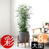 観葉植物 通販 シルクジャスミン ゲッキツ 8号鉢 ルーケト鉢カバー付 観葉植物 本物