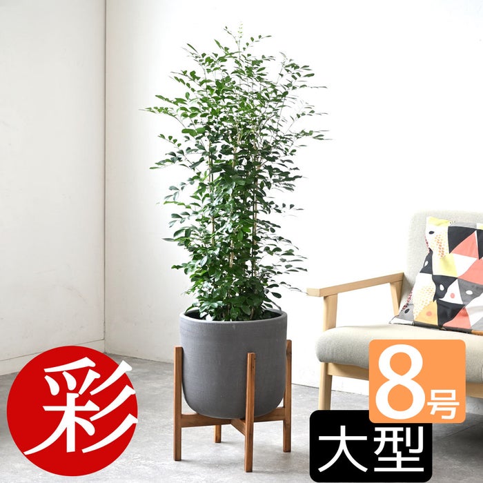 観葉植物 通販 シルクジャスミン ゲッキツ 8号鉢 ルーケト鉢カバー付 観葉植物 本物