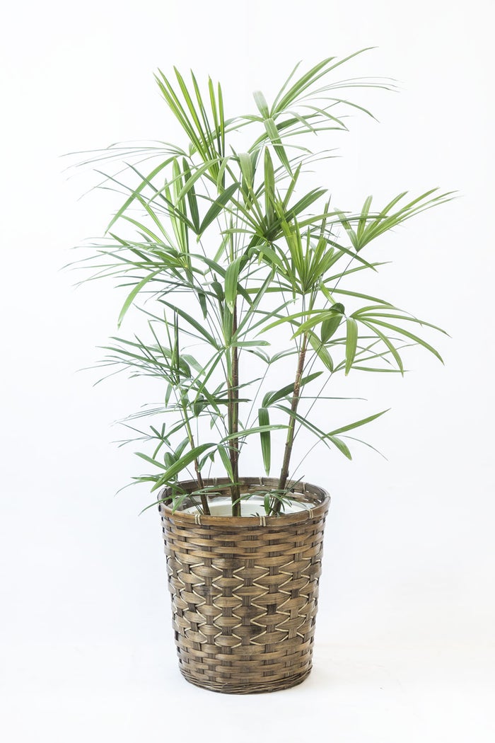 観葉植物 通販 シュロチク（棕櫚竹） 8号鉢 キャラメルブラウン鉢カバー付 観葉植物 本物