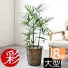 観葉植物 通販 シュロチク（棕櫚竹） 8号鉢 キャラメルブラウン鉢カバー付 観葉植物 本物
