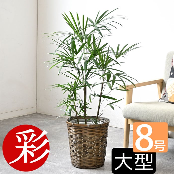 観葉植物 通販 シュロチク（棕櫚竹） 8号鉢 キャラメルブラウン鉢カバー付 観葉植物 本物