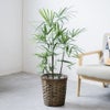観葉植物 通販 シュロチク（棕櫚竹） 8号鉢 キャラメルブラウン鉢カバー付 観葉植物 本物