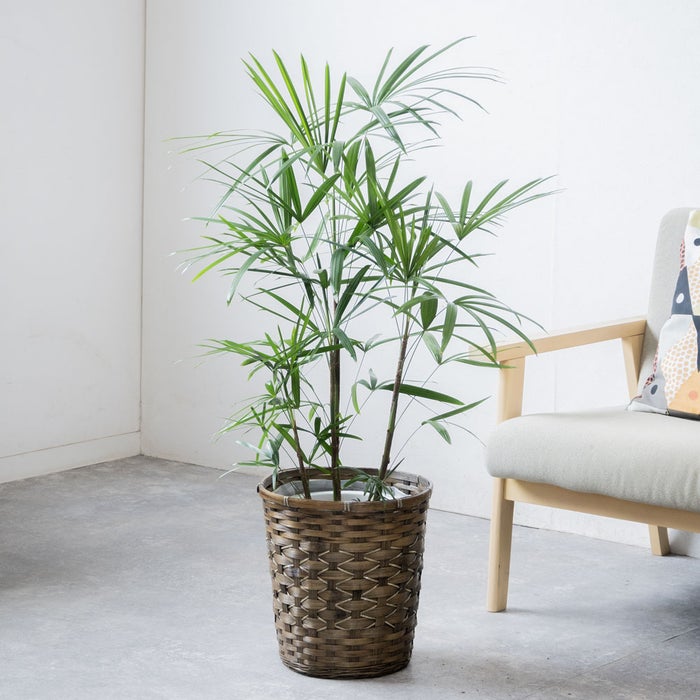観葉植物 通販 シュロチク（棕櫚竹） 8号鉢 キャラメルブラウン鉢カバー付 観葉植物 本物