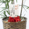 観葉植物 通販 シュロチク（棕櫚竹） 8号鉢 キャラメルブラウン鉢カバー付 観葉植物 本物