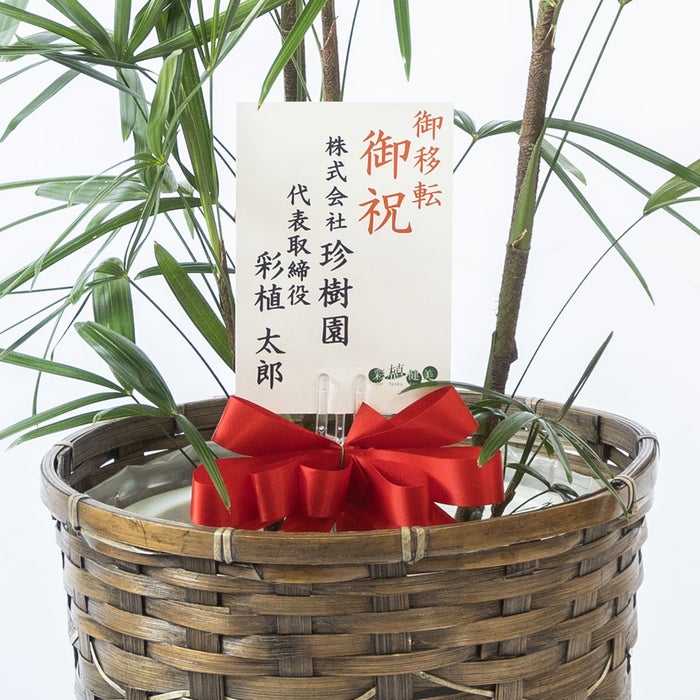 観葉植物 通販 シュロチク（棕櫚竹） 8号鉢 キャラメルブラウン鉢カバー付 観葉植物 本物