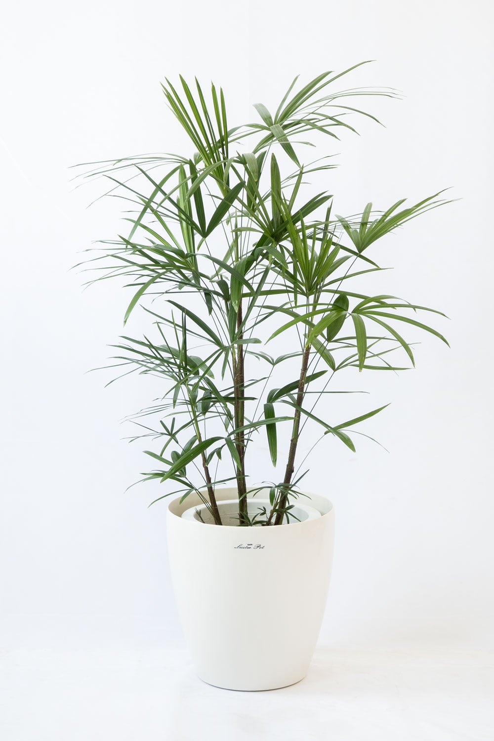 観葉植物 通販 シュロチク（棕櫚竹） 8号鉢 ラスター白鉢カバー付 観葉植物 本物