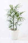 観葉植物 通販 シュロチク（棕櫚竹） 8号鉢 ラスター白鉢カバー付 観葉植物 本物