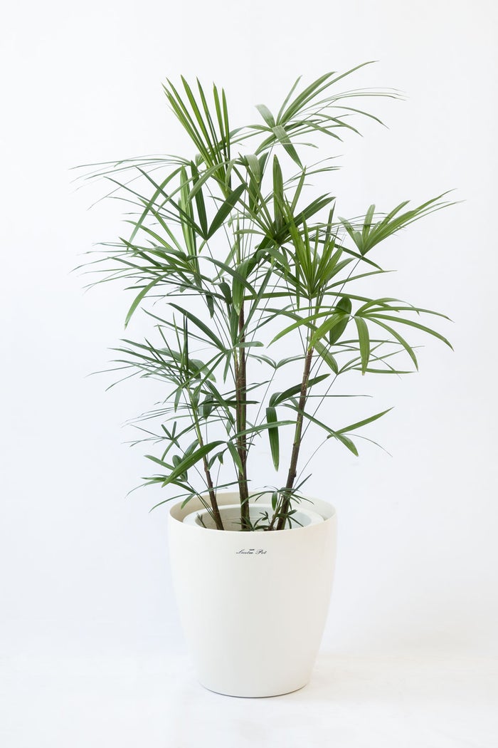 観葉植物 通販 シュロチク（棕櫚竹） 8号鉢 ラスター白鉢カバー付 観葉植物 本物
