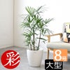 観葉植物 通販 シュロチク（棕櫚竹） 8号鉢 ラスター白鉢カバー付 観葉植物 本物