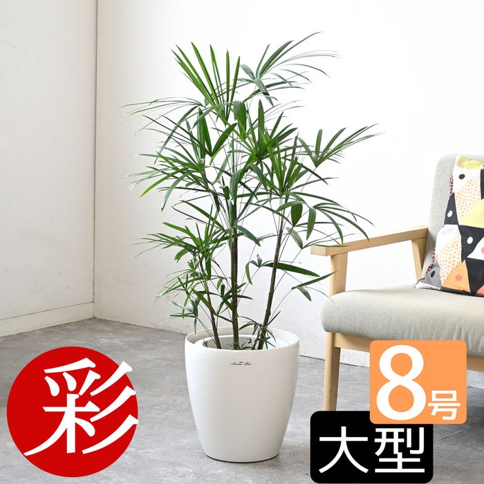 観葉植物 通販 シュロチク（棕櫚竹） 8号鉢 ラスター白鉢カバー付 観葉植物 本物