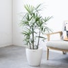 観葉植物 通販 シュロチク（棕櫚竹） 8号鉢 ラスター白鉢カバー付 観葉植物 本物