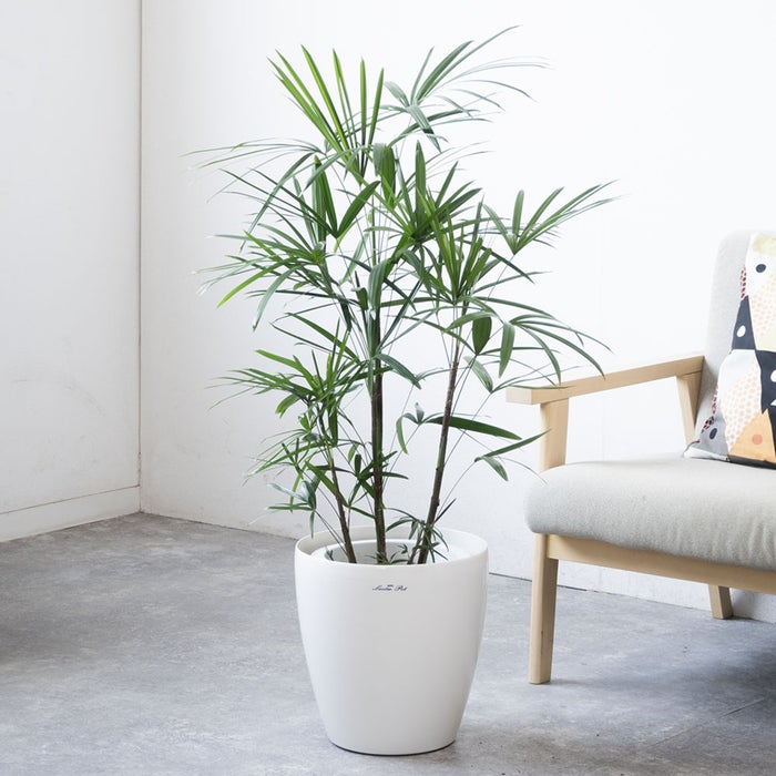 観葉植物 通販 シュロチク（棕櫚竹） 8号鉢 ラスター白鉢カバー付 観葉植物 本物