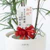 観葉植物 通販 シュロチク（棕櫚竹） 8号鉢 ラスター白鉢カバー付 観葉植物 本物
