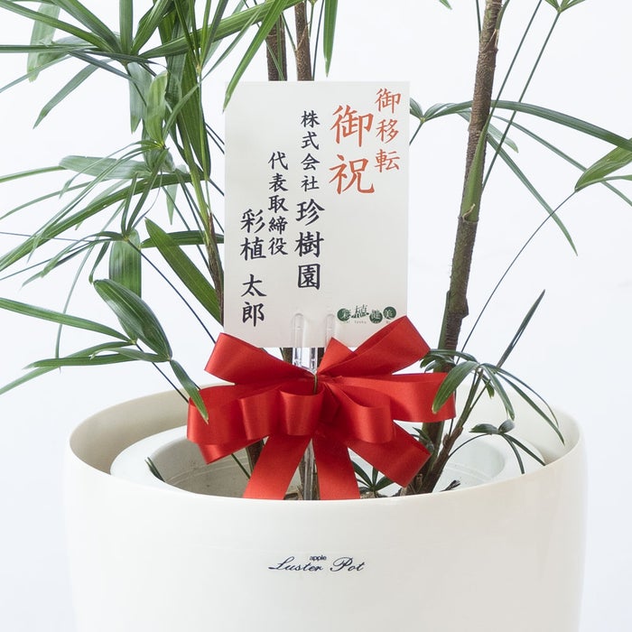 観葉植物 通販 シュロチク（棕櫚竹） 8号鉢 ラスター白鉢カバー付 観葉植物 本物