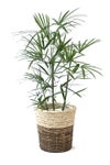 観葉植物 通販 シュロチク（棕櫚竹） 8号鉢 ツートーン鉢カバー付 観葉植物 本物