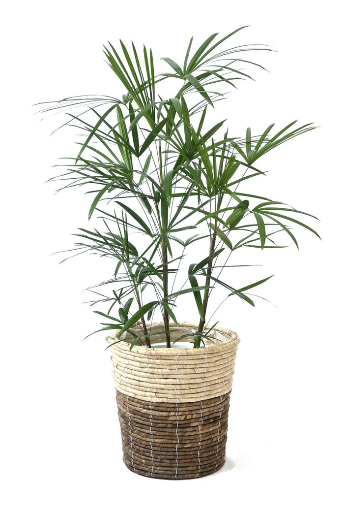 観葉植物 通販 シュロチク（棕櫚竹） 8号鉢 ツートーン鉢カバー付 観葉植物 本物
