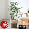 観葉植物 通販 シュロチク（棕櫚竹） 8号鉢 ツートーン鉢カバー付 観葉植物 本物