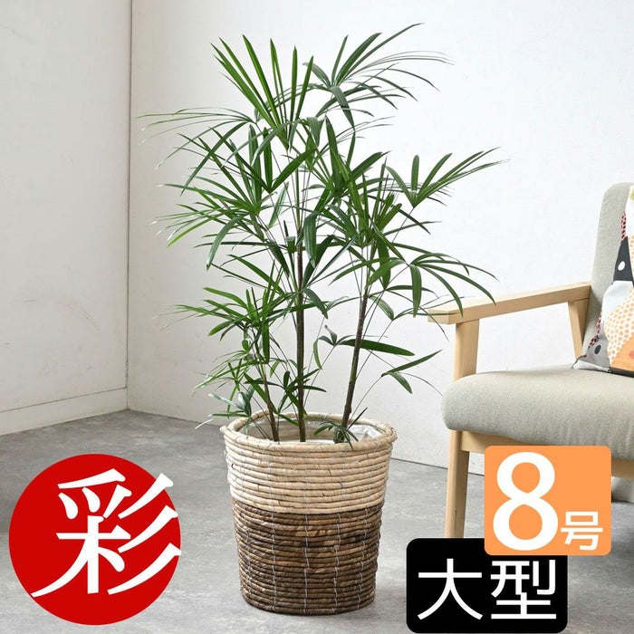 観葉植物 通販 シュロチク（棕櫚竹） 8号鉢 ツートーン鉢カバー付 観葉植物 本物