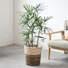 観葉植物 通販 シュロチク（棕櫚竹） 8号鉢 ツートーン鉢カバー付 観葉植物 本物