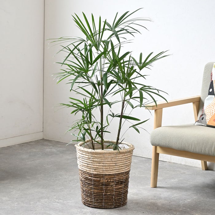 観葉植物 通販 シュロチク（棕櫚竹） 8号鉢 ツートーン鉢カバー付 観葉植物 本物