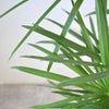 観葉植物 通販 シュロチク（棕櫚竹） 8号鉢 ツートーン鉢カバー付 観葉植物 本物