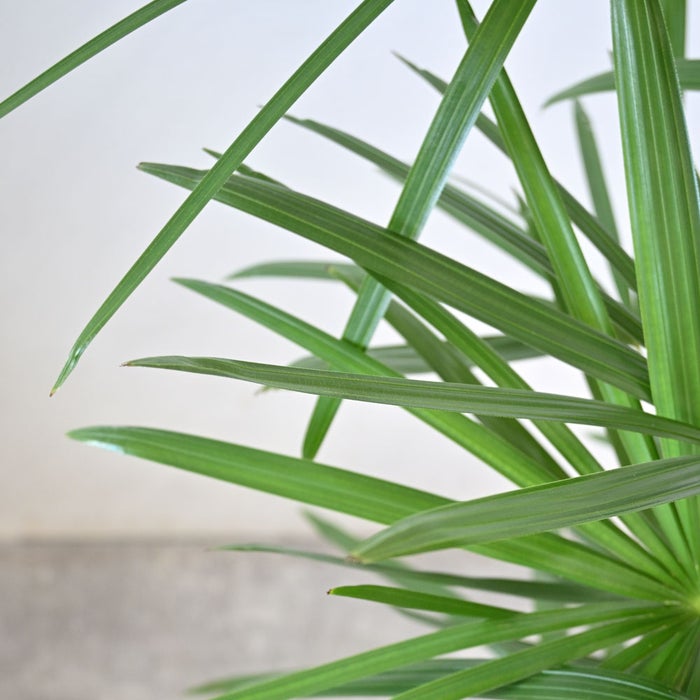 観葉植物 通販 シュロチク（棕櫚竹） 8号鉢 ツートーン鉢カバー付 観葉植物 本物