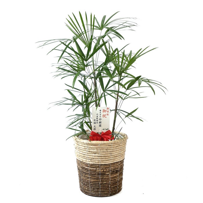 観葉植物 通販 シュロチク（棕櫚竹） 8号鉢 ツートーン鉢カバー付 観葉植物 本物