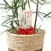 観葉植物 通販 シュロチク（棕櫚竹） 8号鉢 ツートーン鉢カバー付 観葉植物 本物