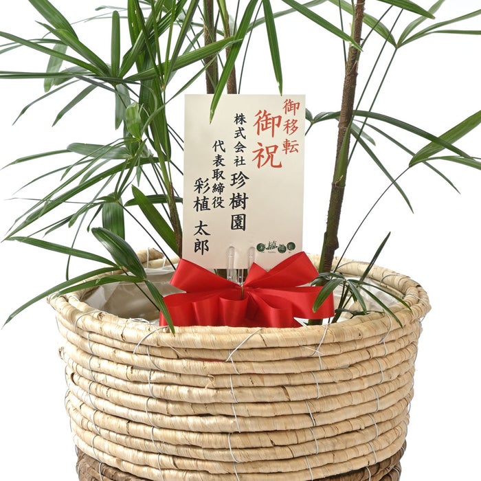 観葉植物 通販 シュロチク（棕櫚竹） 8号鉢 ツートーン鉢カバー付 観葉植物 本物