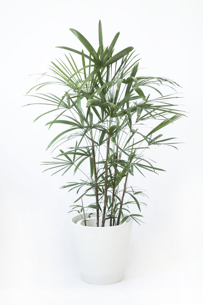 観葉植物 通販 シュロチク（棕櫚竹） 8号鉢 ガルボ鉢カバー付 観葉植物 本物
