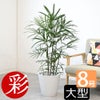 観葉植物 通販 シュロチク（棕櫚竹） 8号鉢 ガルボ鉢カバー付 観葉植物 本物
