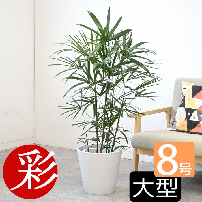 観葉植物 通販 シュロチク（棕櫚竹） 8号鉢 ガルボ鉢カバー付 観葉植物 本物