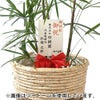 観葉植物 通販 シュロチク（棕櫚竹） 8号鉢 ガルボ鉢カバー付 観葉植物 本物