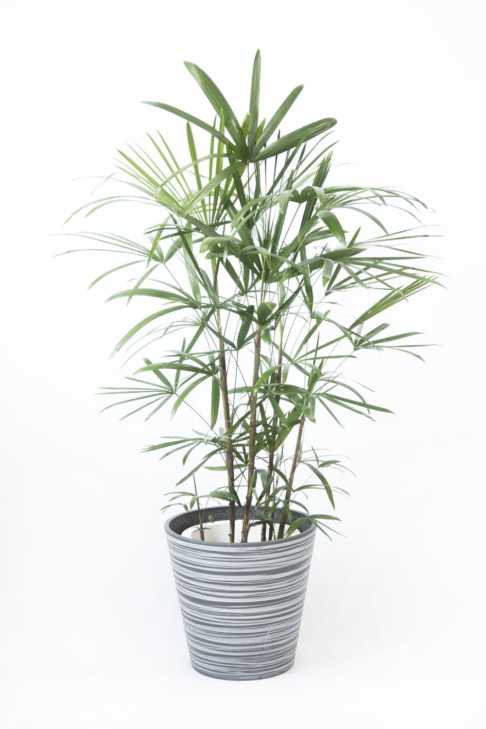 観葉植物 通販 シュロチク（棕櫚竹） 8号鉢 エコフレンドリーポット鉢カバー付 観葉植物 本物