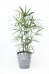 観葉植物 通販 シュロチク（棕櫚竹） 8号鉢 エコフレンドリーポット鉢カバー付 観葉植物 本物