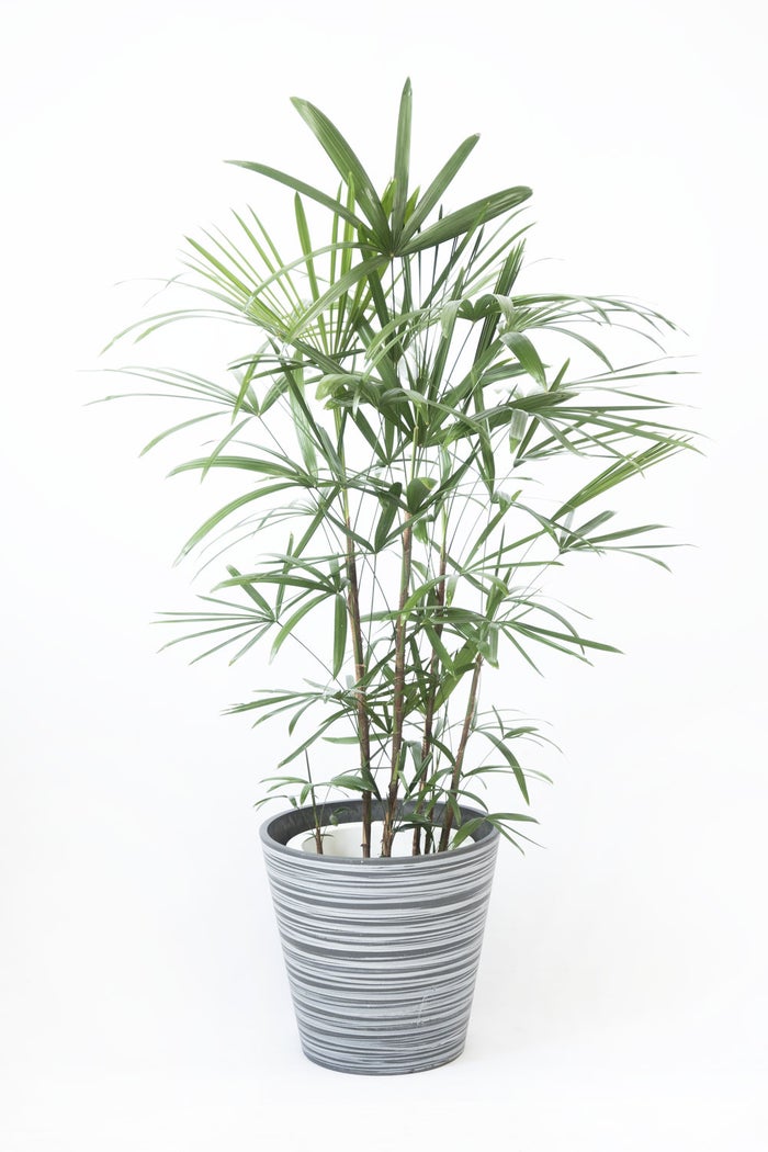 観葉植物 通販 シュロチク（棕櫚竹） 8号鉢 エコフレンドリーポット鉢カバー付 観葉植物 本物