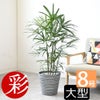観葉植物 通販 シュロチク（棕櫚竹） 8号鉢 エコフレンドリーポット鉢カバー付 観葉植物 本物