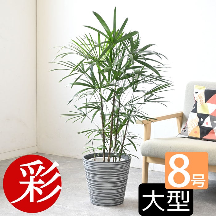 観葉植物 通販 シュロチク（棕櫚竹） 8号鉢 エコフレンドリーポット鉢カバー付 観葉植物 本物