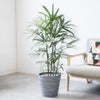 観葉植物 通販 シュロチク（棕櫚竹） 8号鉢 エコフレンドリーポット鉢カバー付 観葉植物 本物